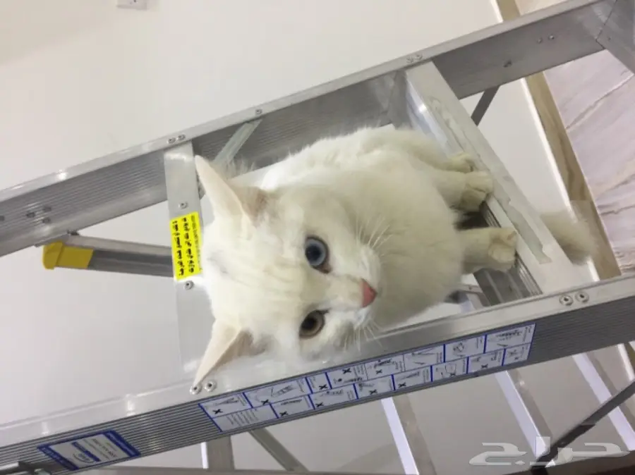 قطة شيرازي فرنسي رائعة! العمر 7 أشهر (image 7)