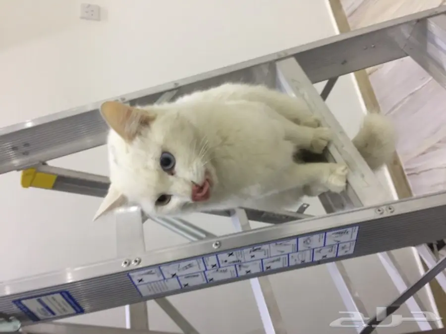 قطة شيرازي فرنسي رائعة! العمر 7 أشهر (image 8)