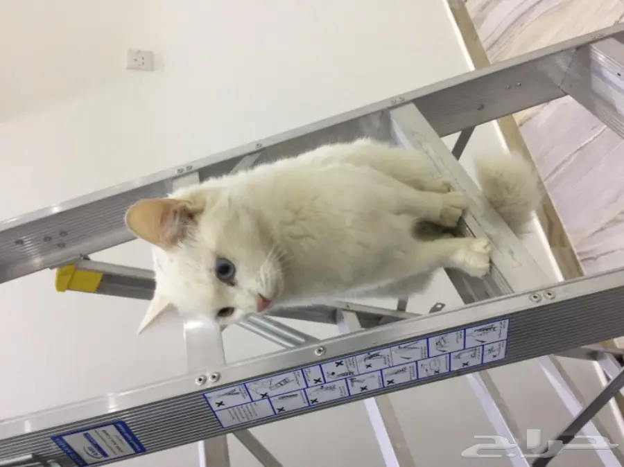 قطة شيرازي فرنسي رائعة! العمر 7 أشهر (image 9)