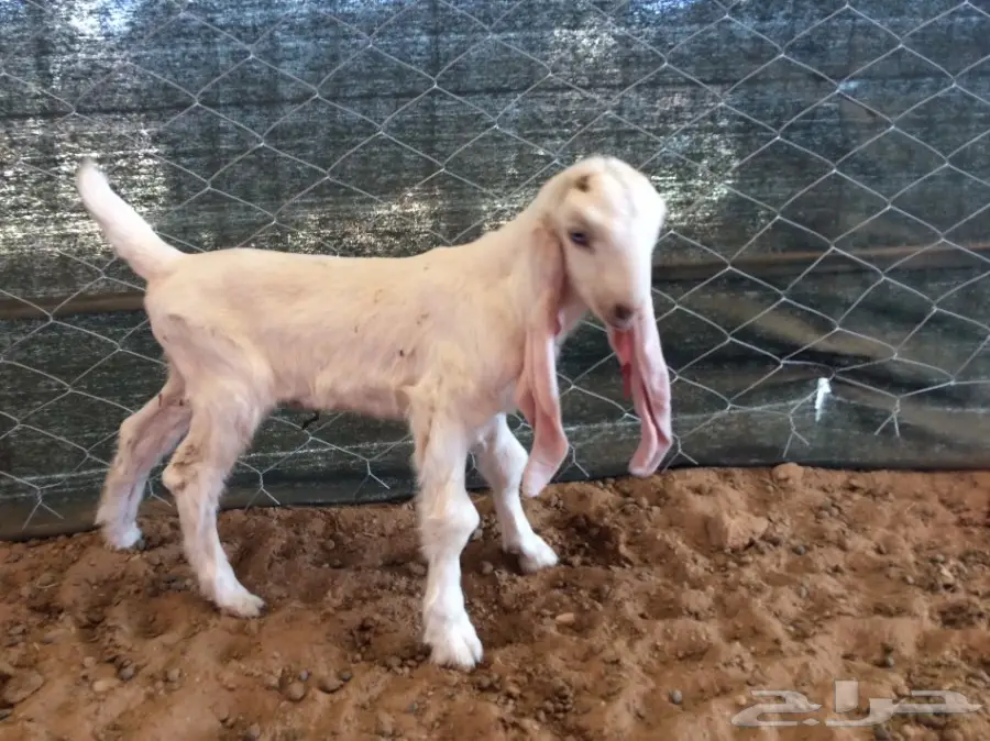 هولندي مشاريع فحوله