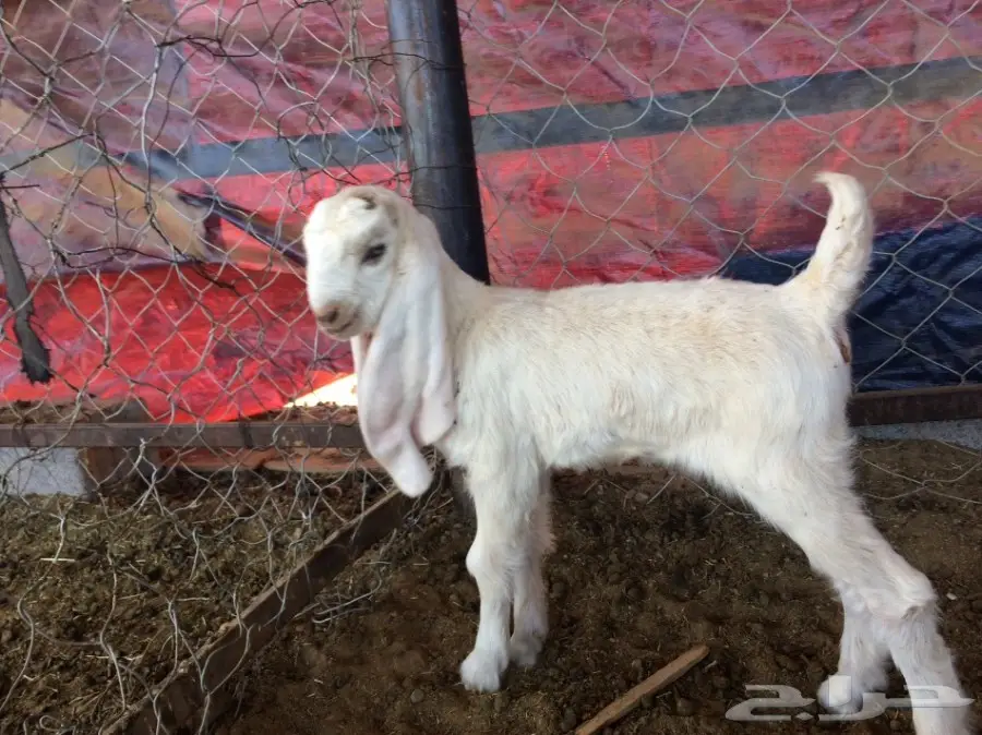 هولندي مشاريع فحوله (image 1)