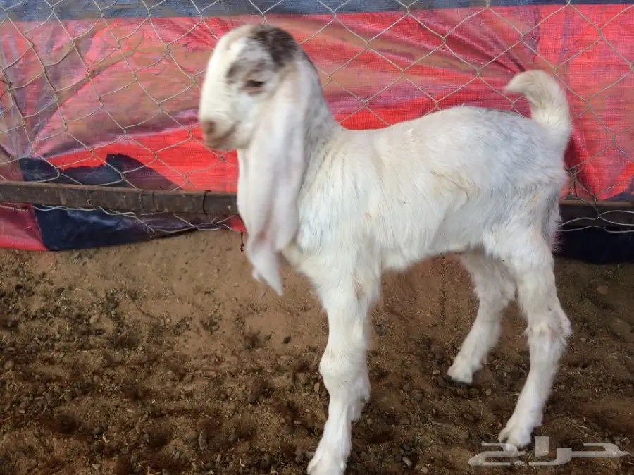 هولندي مشاريع فحوله (image 2)