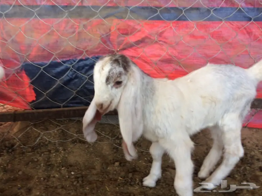 هولندي مشاريع فحوله (image 3)