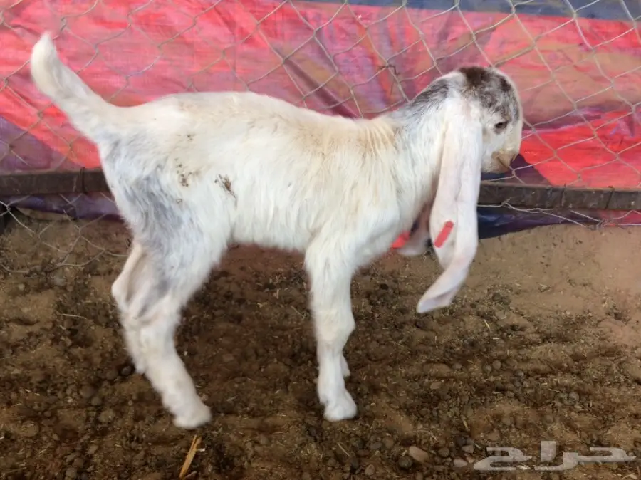 هولندي مشاريع فحوله (image 4)