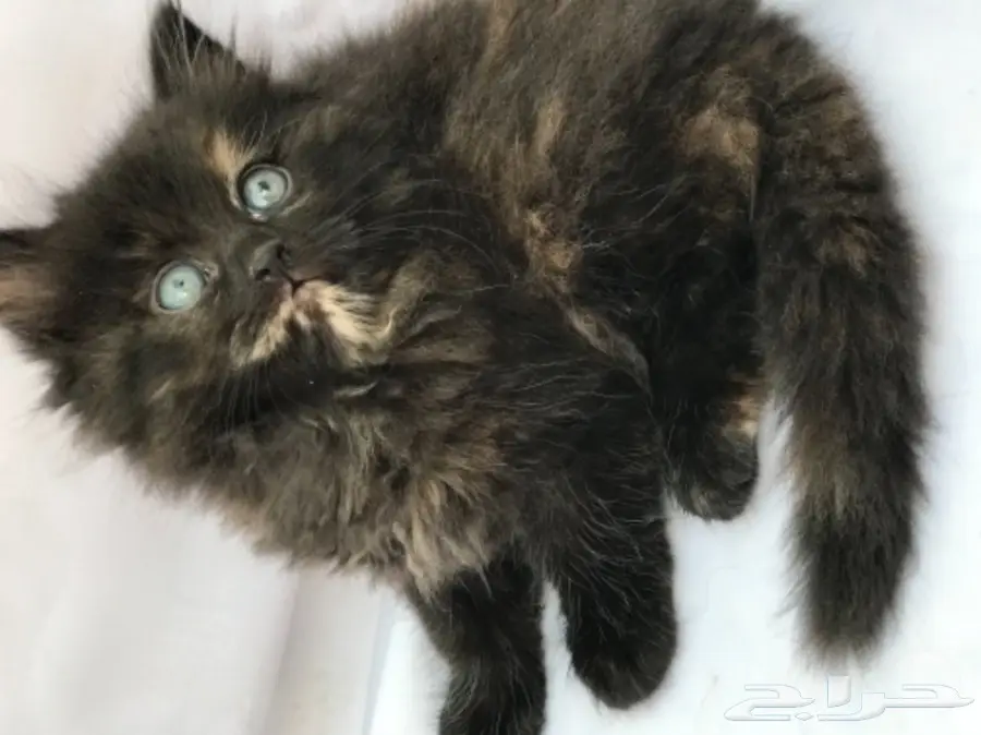 قطط للبيع  (image 1)