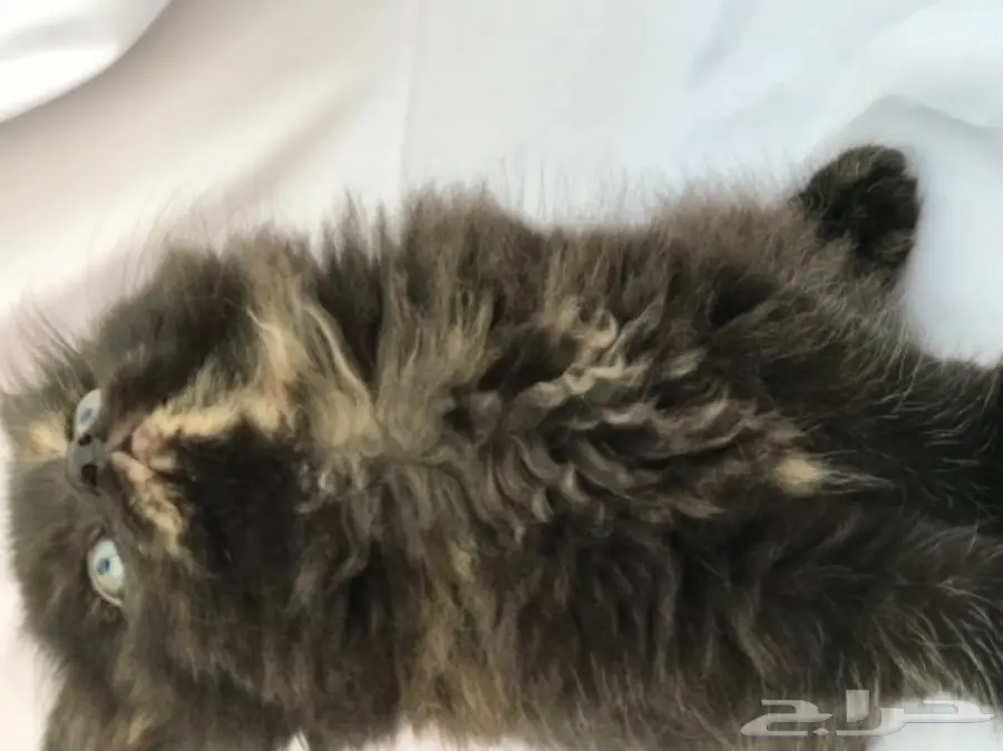 قطط للبيع  (image 2)