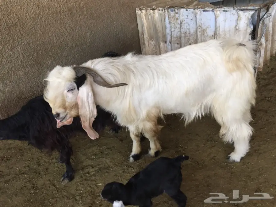 تيس فحل ابيض رباع شرط