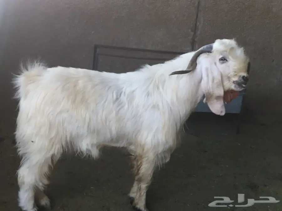 تيس فحل ابيض رباع شرط (image 1)