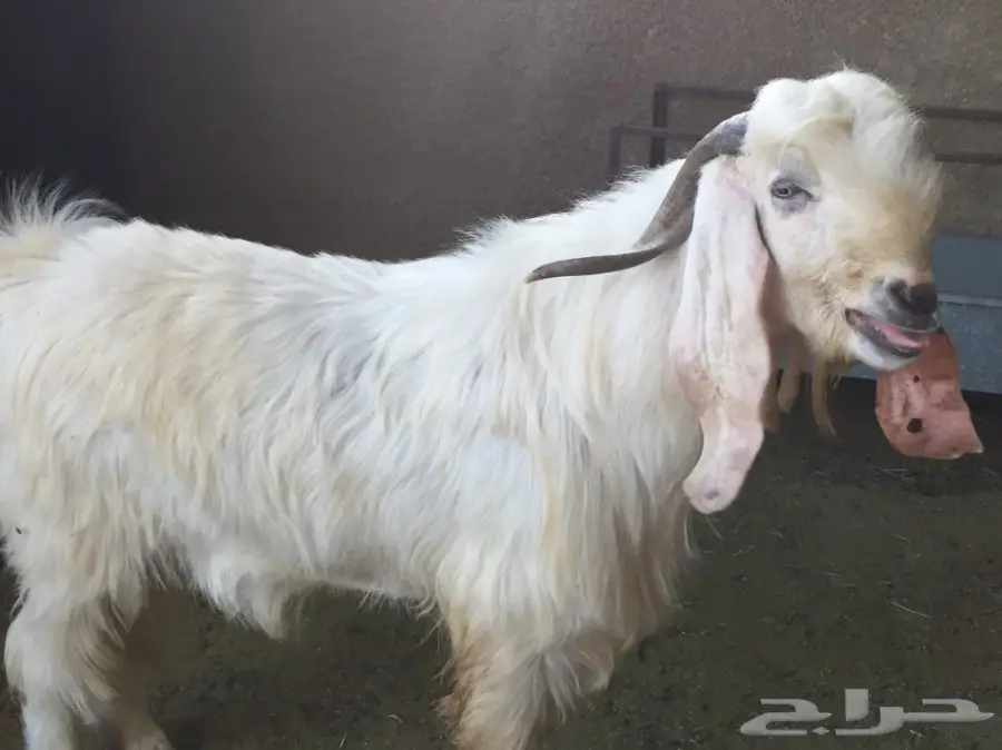 تيس فحل ابيض رباع شرط (image 2)