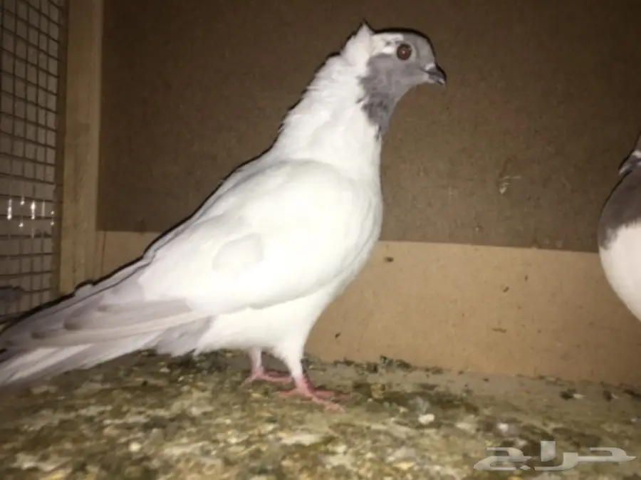 طبه سوداني  (image 1)