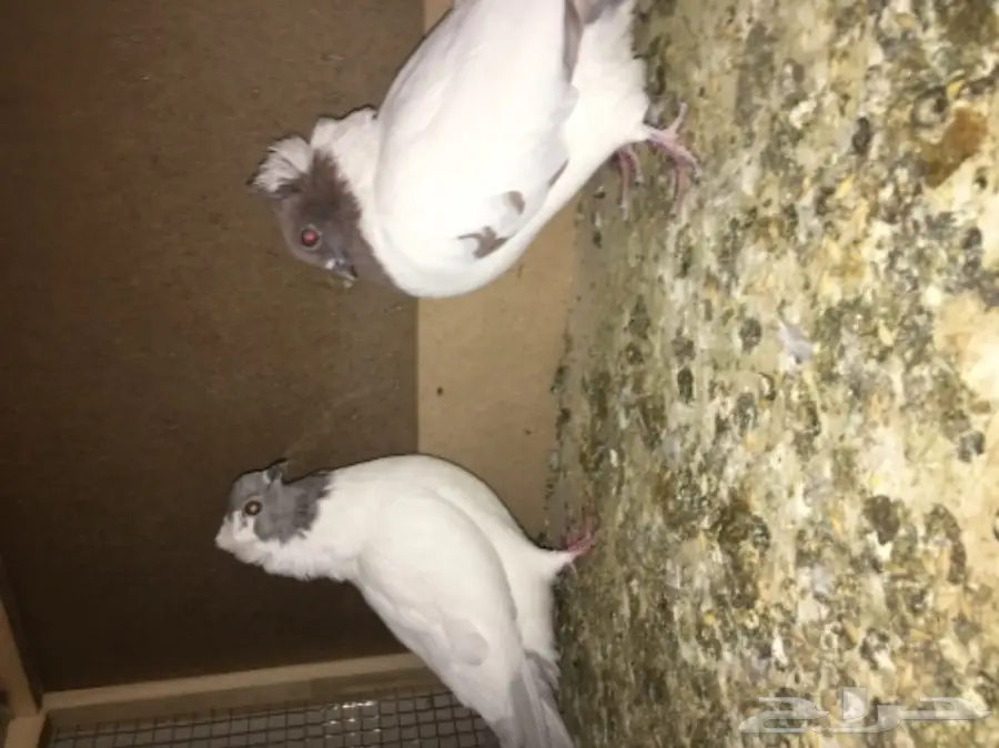 طبه سوداني  (image 2)