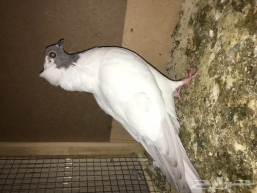 طبه سوداني  (image 3)