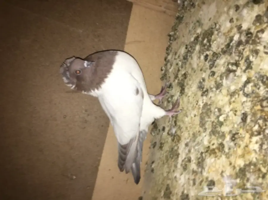 طبه سوداني  (image 4)