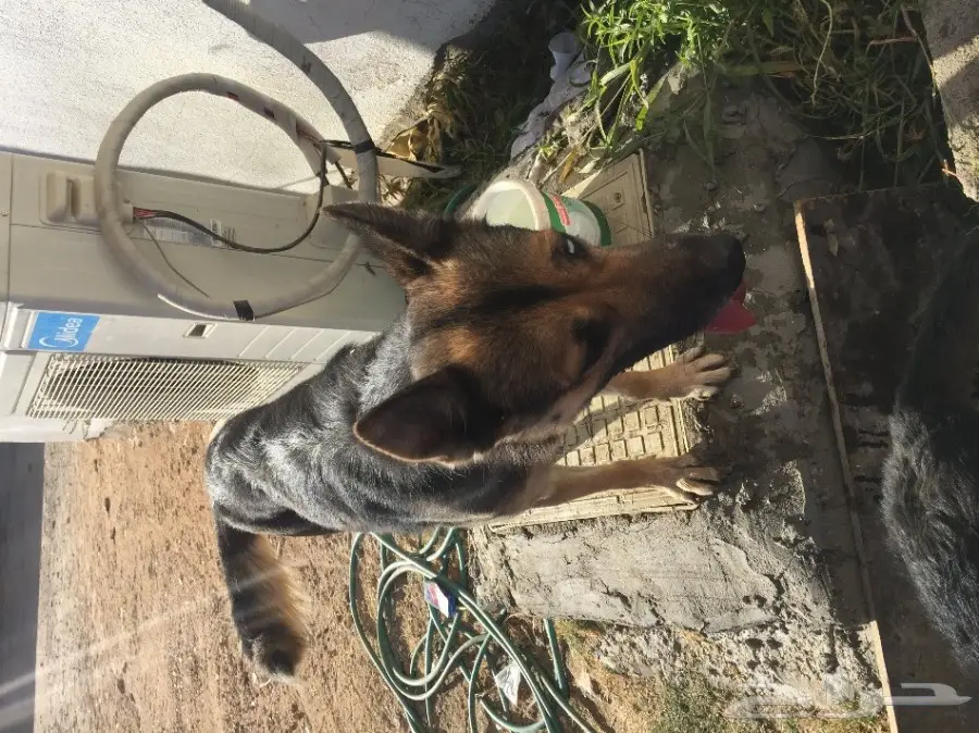 كلب جيرمن انثى مع جروها (هجين)