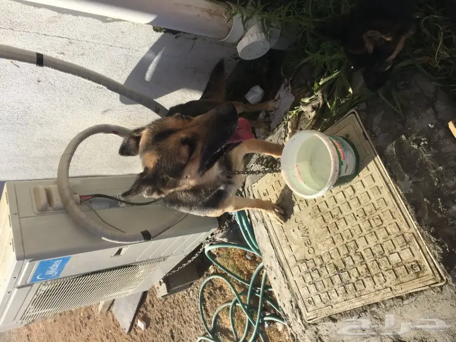 كلب جيرمن انثى مع جروها (هجين) (image 2)