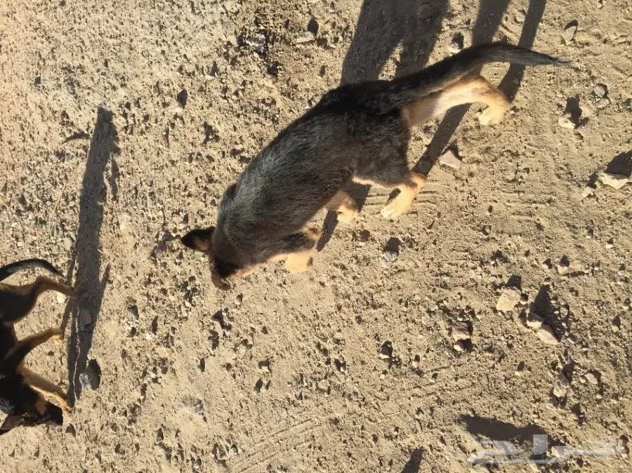 كلب جيرمن انثى مع جروها (هجين) (image 3)