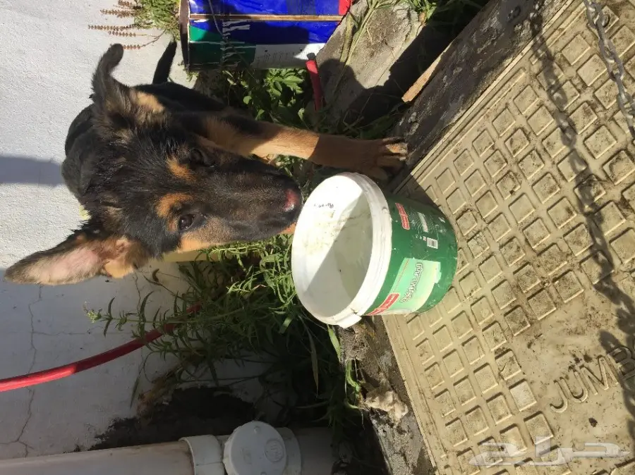 كلب جيرمن انثى مع جروها (هجين) (image 5)