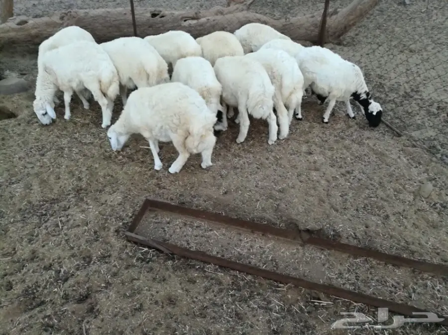 طليان ورخال للبيع الموقع المخواه (image 1)