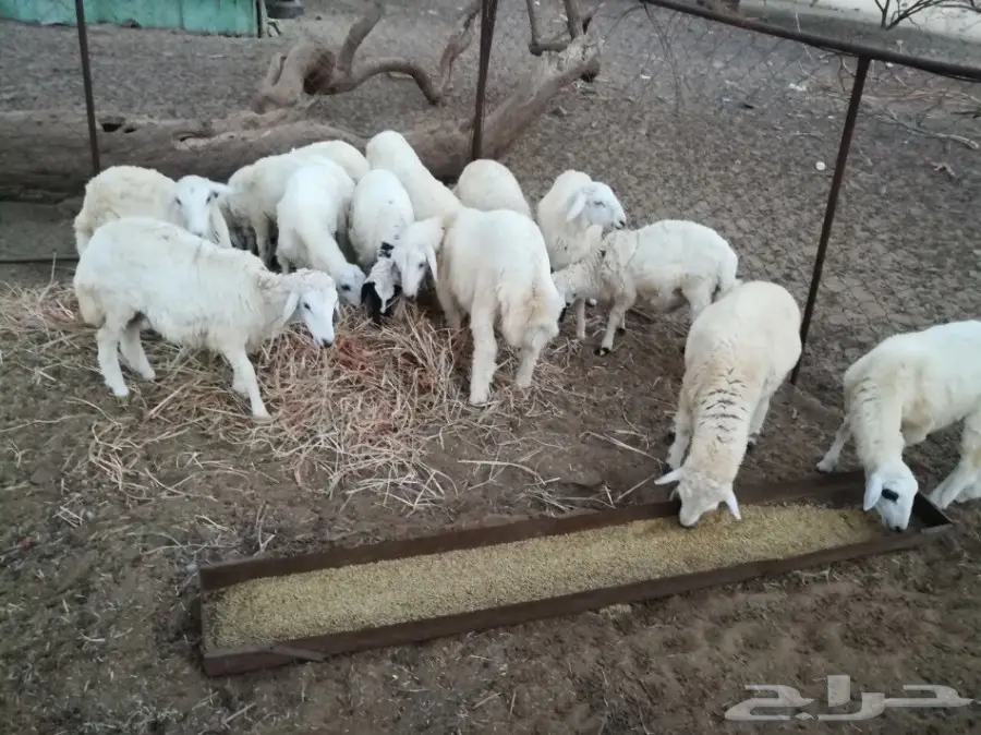 طليان ورخال للبيع الموقع المخواه (image 2)