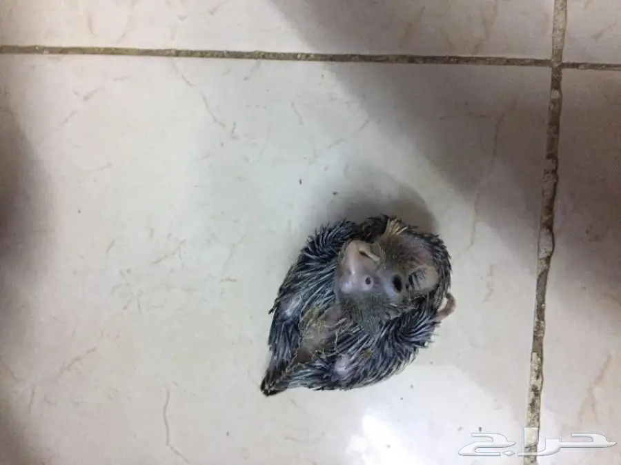 فروخ كروان لأهل الهدد (image 2)