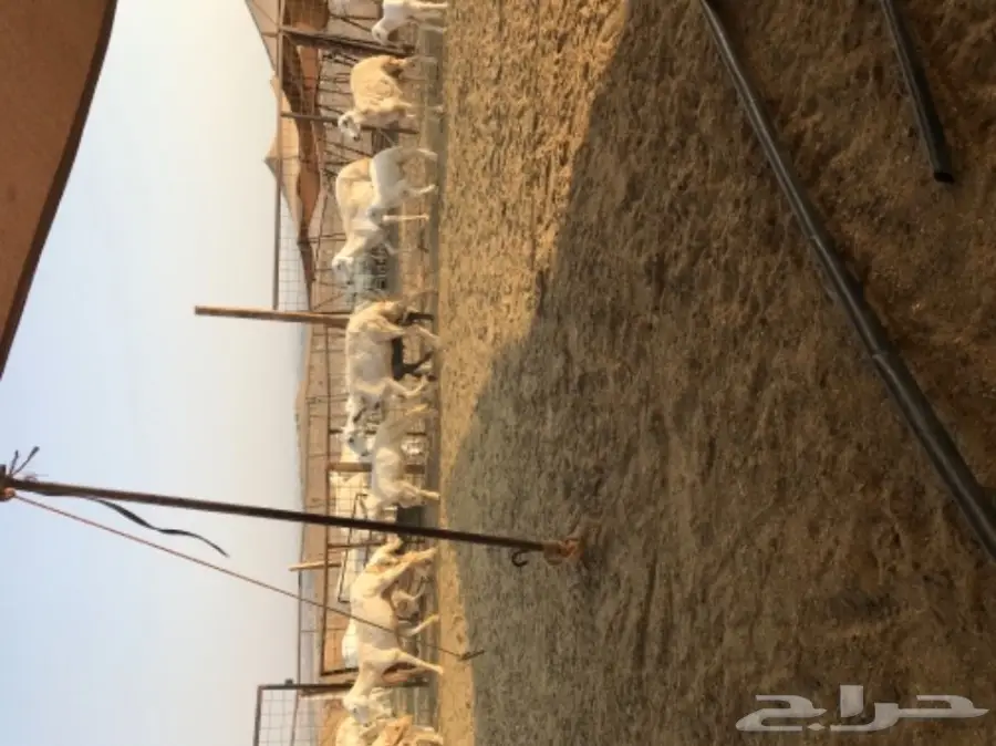 ظان 30 تحتها 21 (image 4)