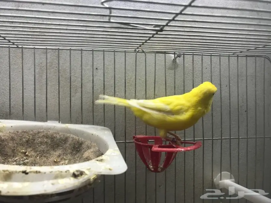 انثى كناري المانيه  (image 2)