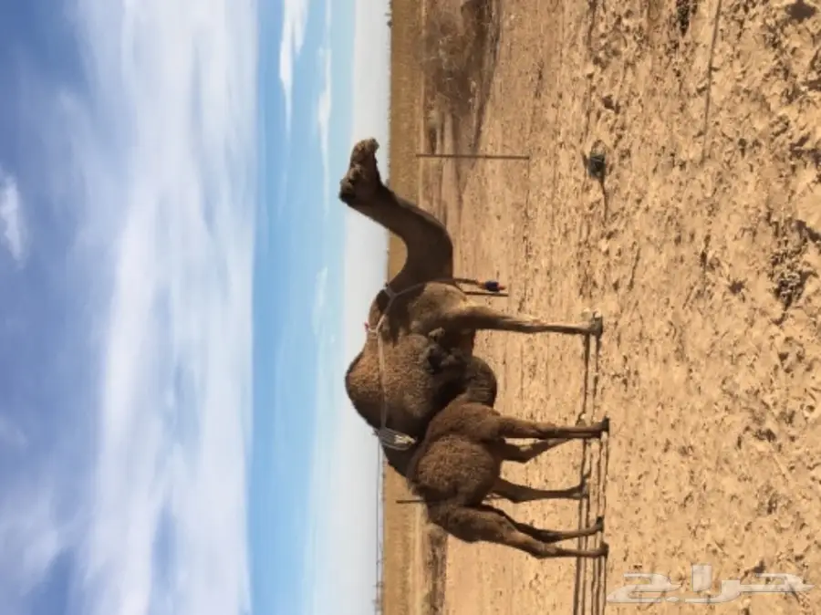 خلفه للبيع  (image 1)