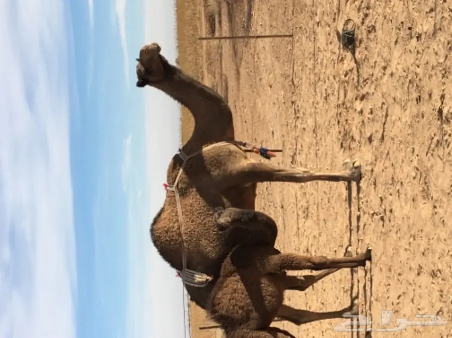 خلفه للبيع  (image 2)