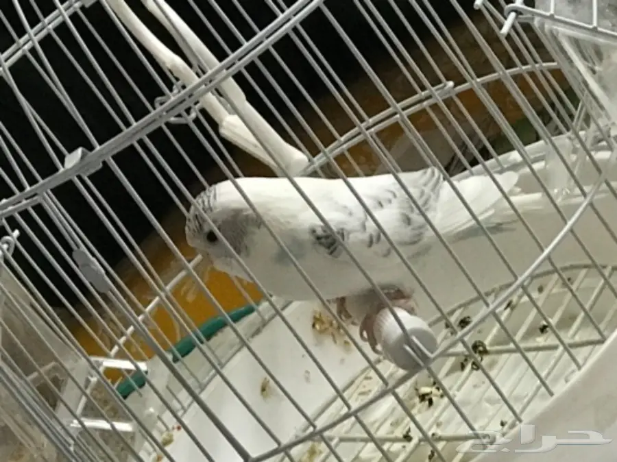 عصفور بادجي