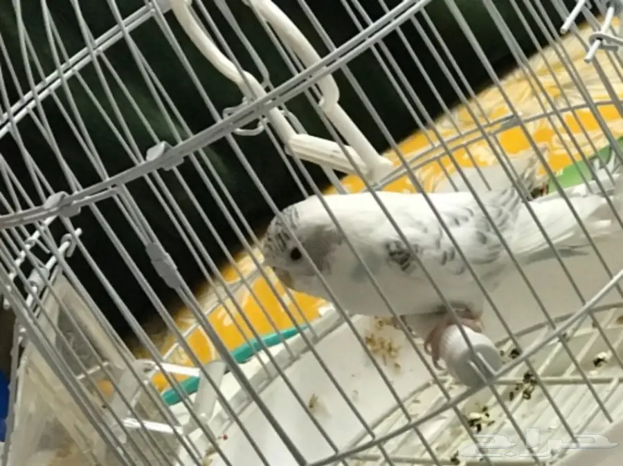 عصفور بادجي (image 1)