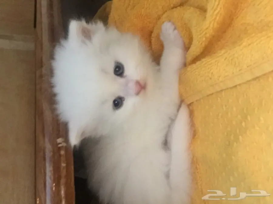 قطط شيرازي صغيرة للبيع