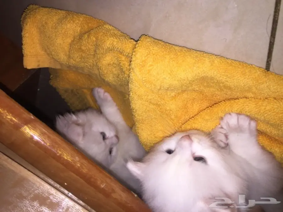 قطط شيرازي صغيرة للبيع (image 1)