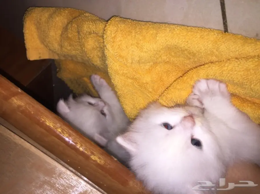 قطط شيرازي صغيرة للبيع (image 2)