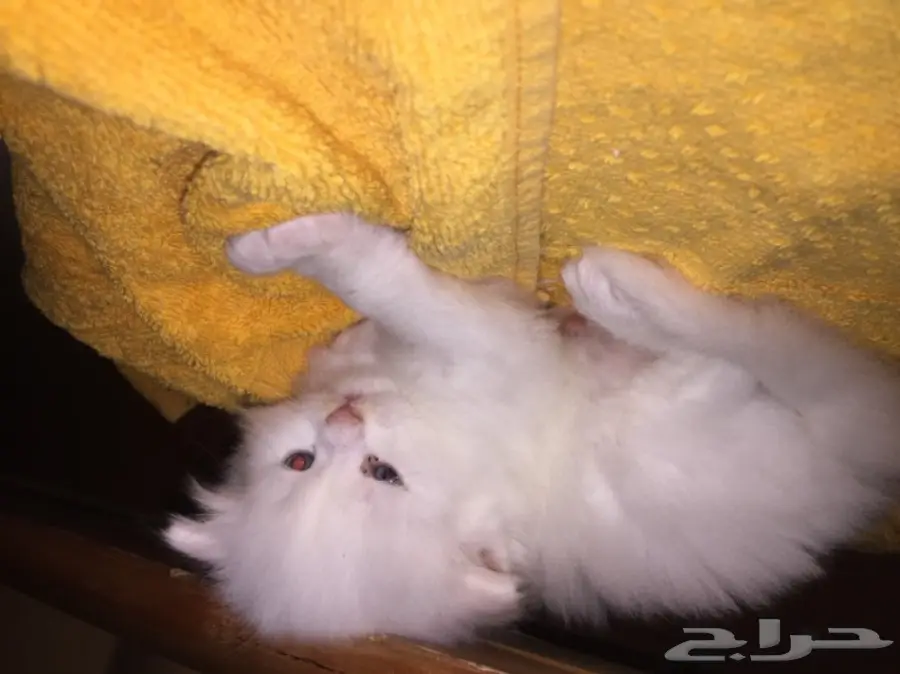 قطط شيرازي صغيرة للبيع (image 3)