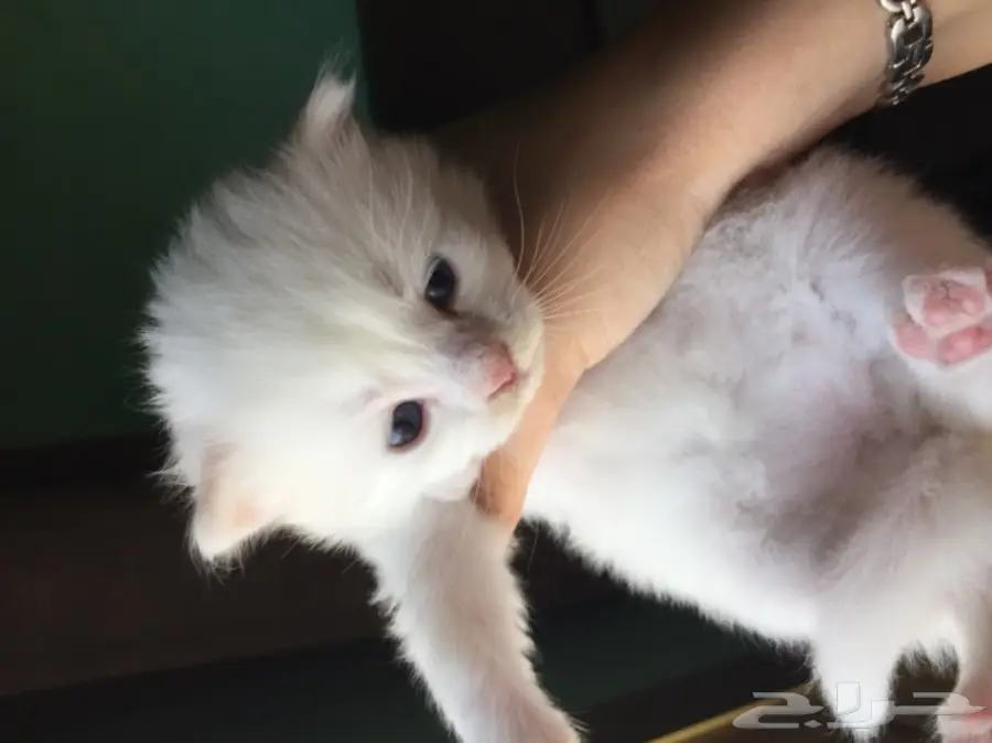 قطط شيرازي صغيرة للبيع (image 4)