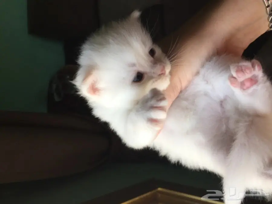 قطط شيرازي صغيرة للبيع (image 5)