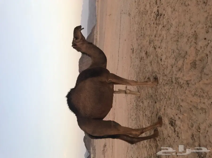 بكرتين حمر مزاين (image 1)