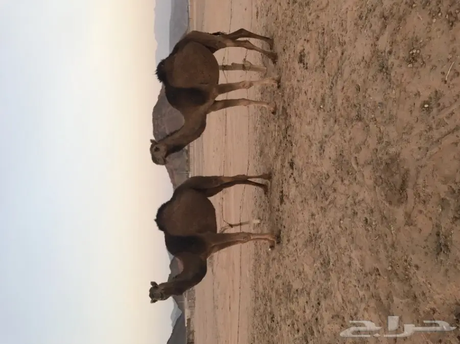 بكرتين حمر مزاين (image 2)