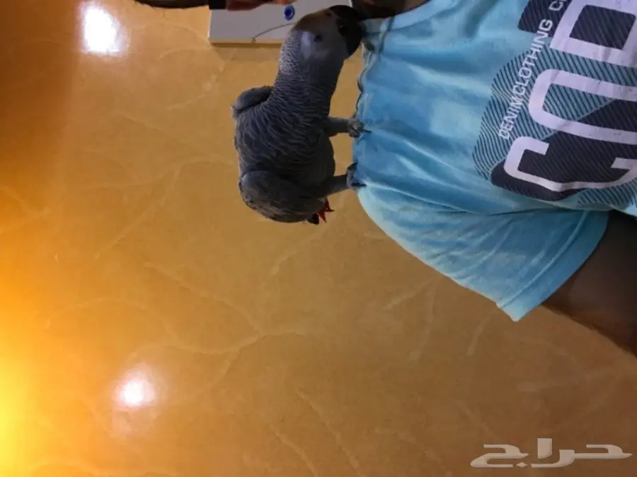 للبيع ببغاء كاسكو هولندي (image 1)