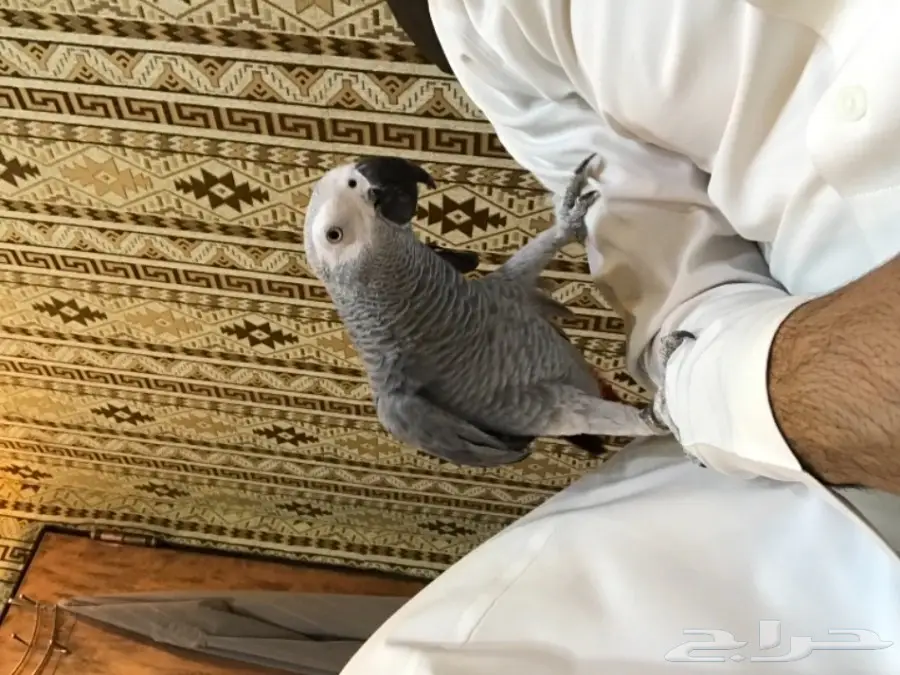 للبيع ببغاء كاسكو هولندي (image 3)