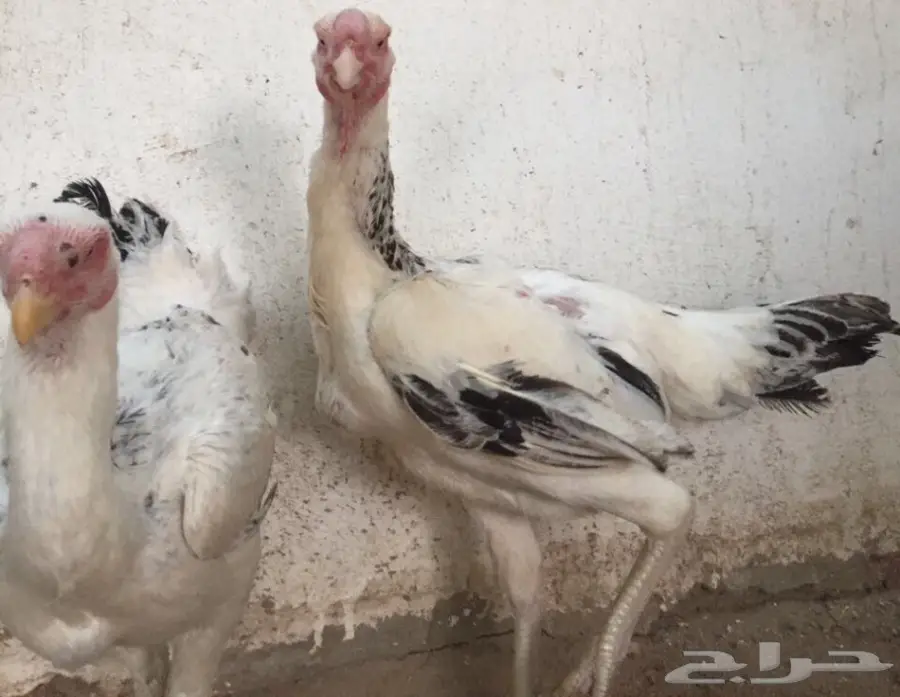 طقم دجاج حجازي - فارسي