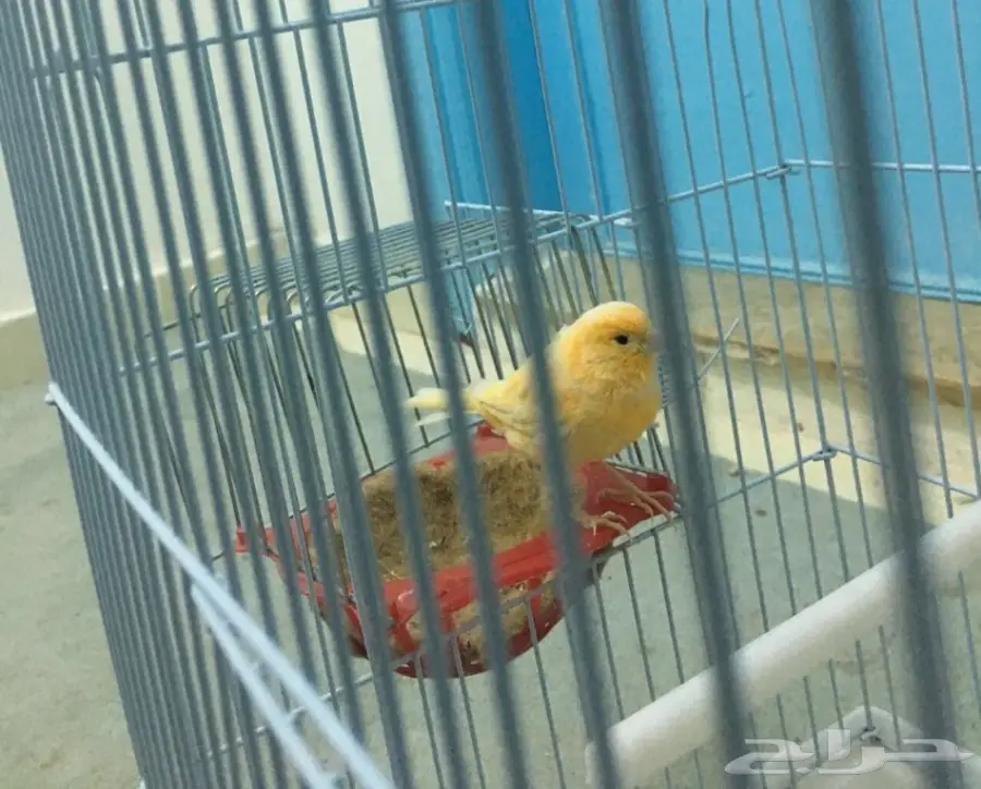 انثى سوريه تلعب بالخيوط (image 1)