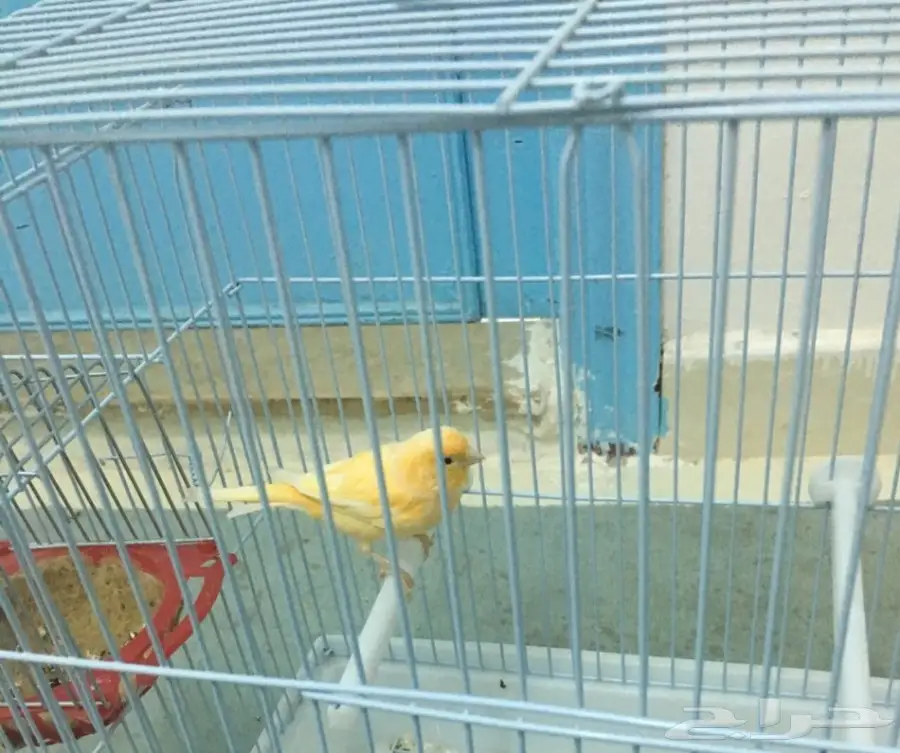 انثى سوريه تلعب بالخيوط (image 2)