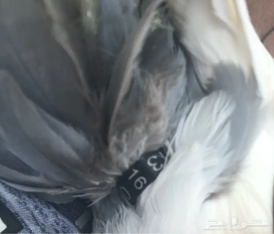 ( زوج سوالو خوارج ) (image 5)