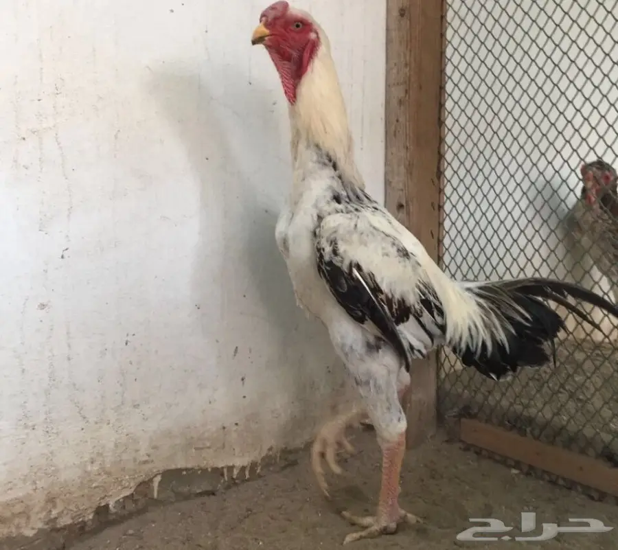 طقم دجاج حجازي - فارسي (image 2)