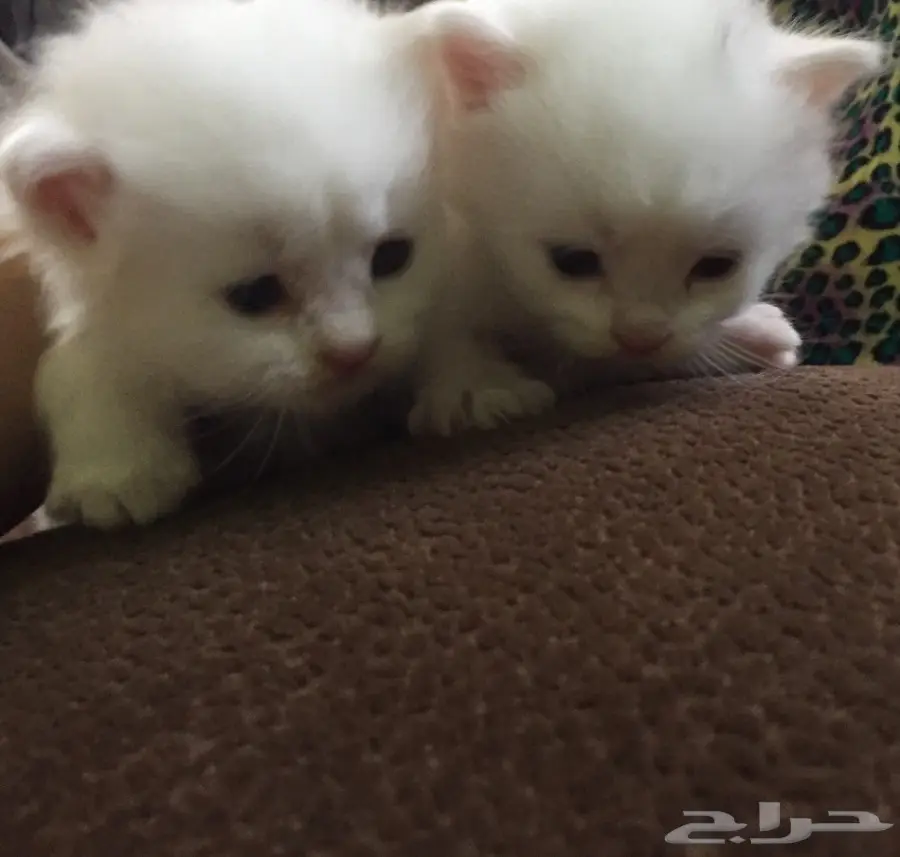 قطط شيرازي صغيرة للبيع (image 6)