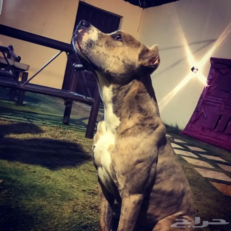 بتبول امريكي بيور