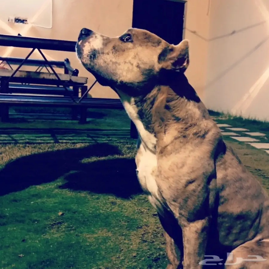 بتبول امريكي بيور (image 1)