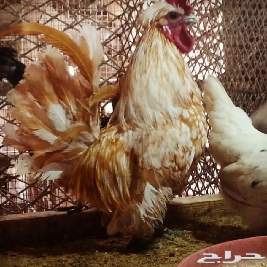 بيض دجاج حباحب كويتي وكوبره خوارج (image 1)