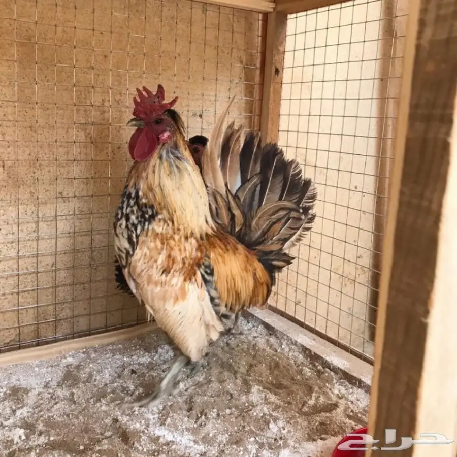 بيض دجاج حباحب كويتي وكوبره خوارج (image 2)